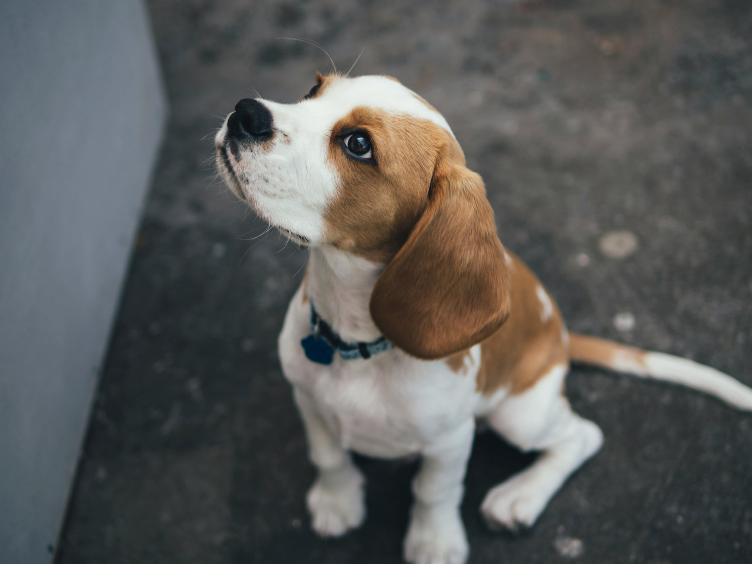 For dog